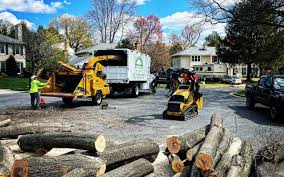 Best Fruit Tree Pruning  in West Salem, WI