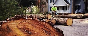 Best Storm Damage Tree Cleanup  in West Salem, WI