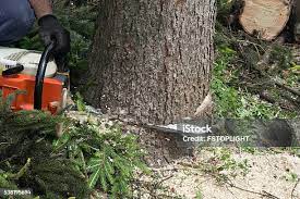 Best Hazardous Tree Removal  in West Salem, WI
