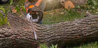 Best Tree Maintenance Programs  in West Salem, WI