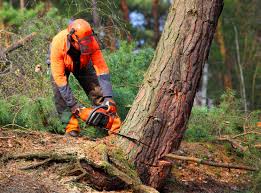 West Salem, WI Tree Removal Company