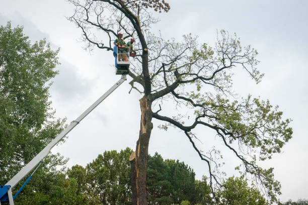 Best Tree Health Inspection  in West Salem, WI