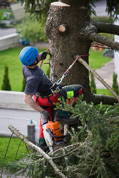 Best Tree Removal  in West Salem, WI