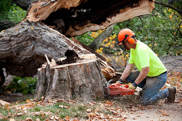 Best Tree Cabling and Bracing  in West Salem, WI