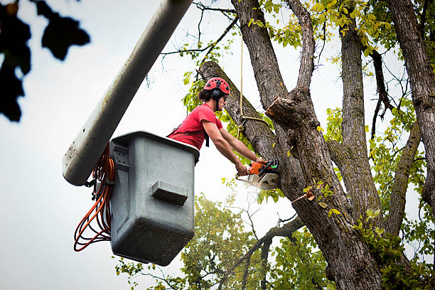 Tree and Shrub Care in West Salem, WI