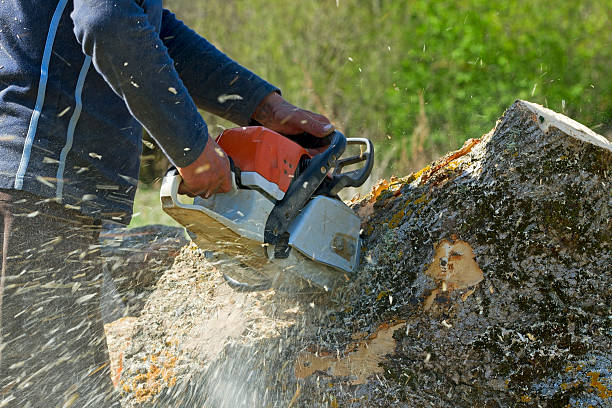 Best Organic Lawn Care Solutions  in West Salem, WI