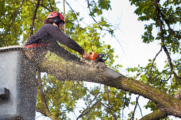Best Lot and Land Clearing  in West Salem, WI