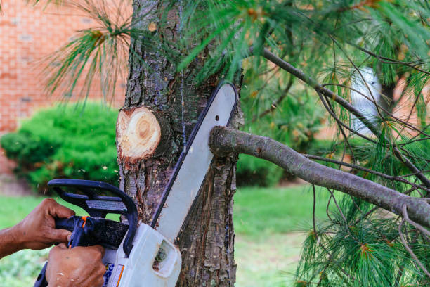 Best Root Management and Removal  in West Salem, WI